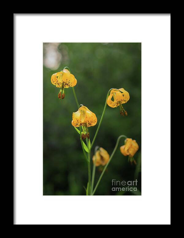 National Park Framed Print featuring the photograph Tiger Lily Wildflower in Olympic National Park by Nancy Gleason