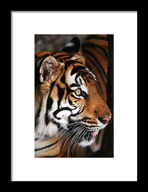 Tiger Framed Print featuring the photograph Tiger Profile by Brad Barton