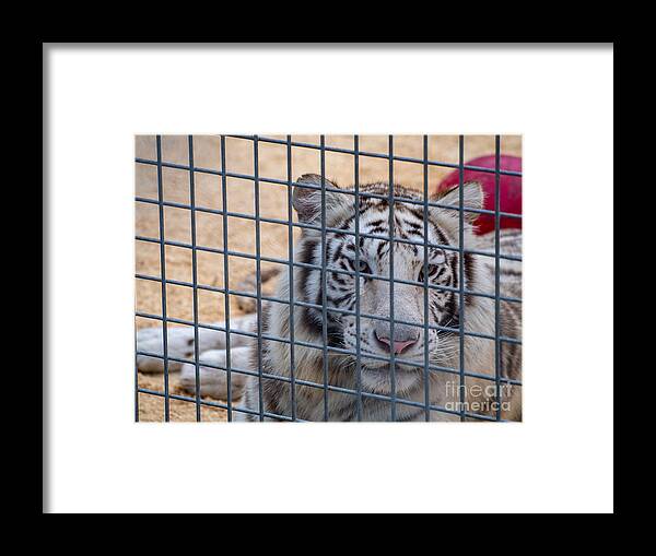 Tiger Framed Print featuring the photograph Tiger Waiting Out the Last Days of the Ringling Brothers Circus by L Bosco