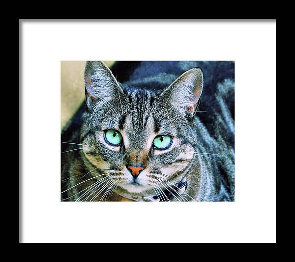 I'm Framed Print featuring the photograph Tigerlil by Jamart Photography