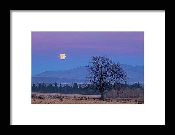 Moonrise Framed Print featuring the photograph Till the Cows Come Home by Randy Robbins