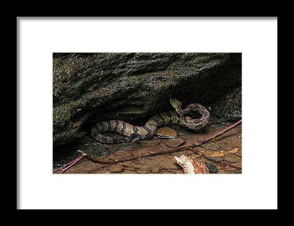 Brevard Framed Print featuring the photograph Timber Rattler by Melissa Southern