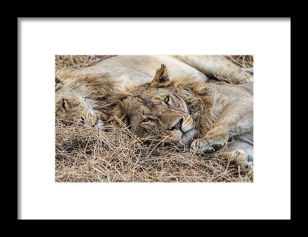 Africa Framed Print featuring the photograph Time for a Snuggle by Betty Eich