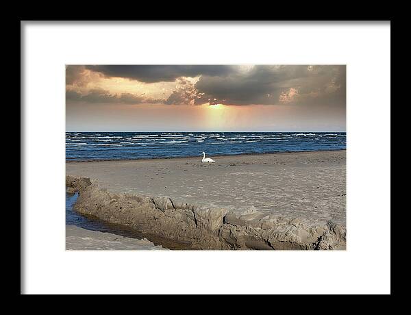 Swan Framed Print featuring the photograph Time for Contemplation On Jurmala Beach Latvia by Aleksandrs Drozdovs