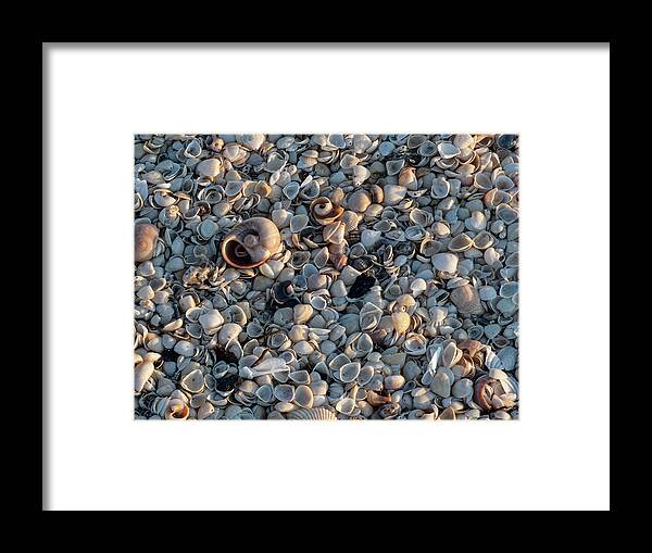 Sea Shells Framed Print featuring the photograph Tiny Shells by Jerry Connally