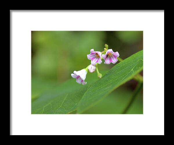 Wildflowers Framed Print featuring the photograph Tiny Wildflowers by Bob Falcone