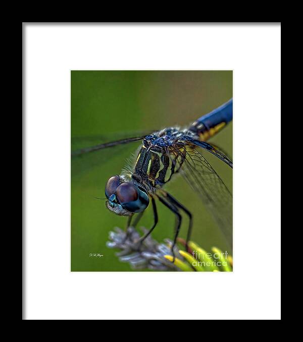 Insects Framed Print featuring the photograph Tiny World 2 by DB Hayes