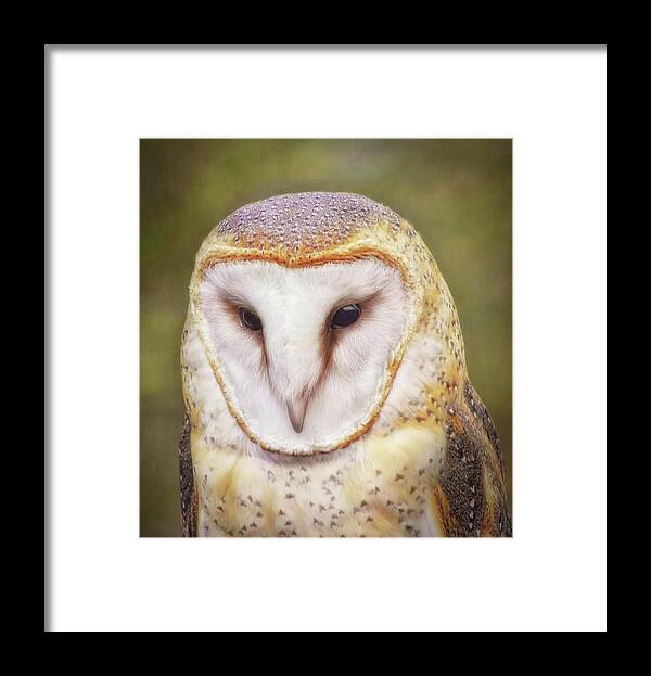 Owls Framed Print featuring the photograph Tired Barn Owl by Elaine Malott