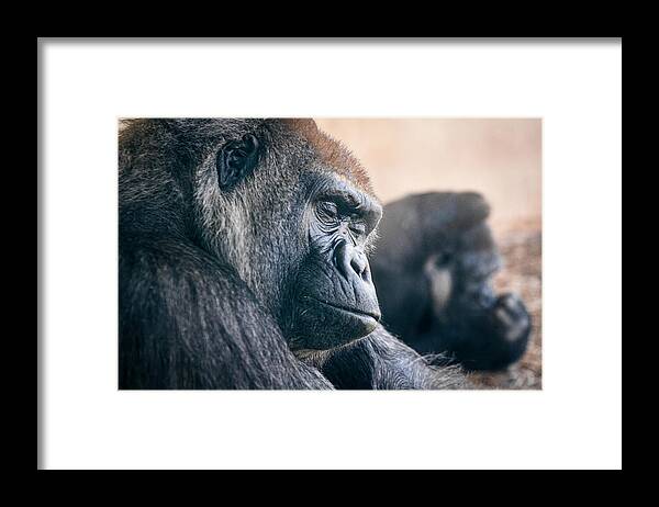 Gorilla Framed Print featuring the photograph Tired by Gary Geddes