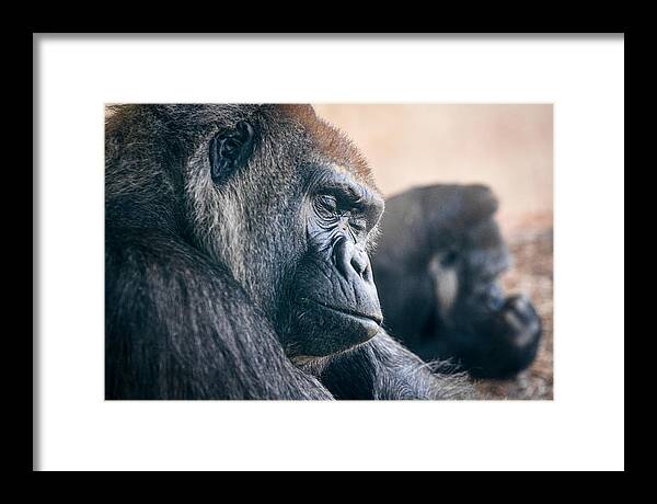 Gorilla Framed Print featuring the photograph Tired by Gary Geddes