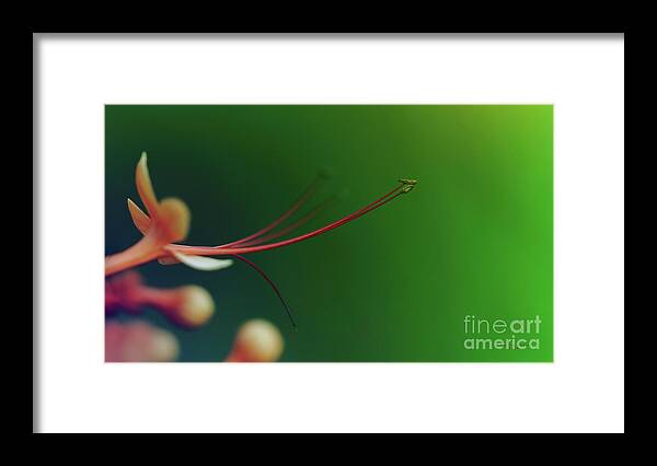 Blossom Framed Print featuring the photograph To The Point by Marvin Spates