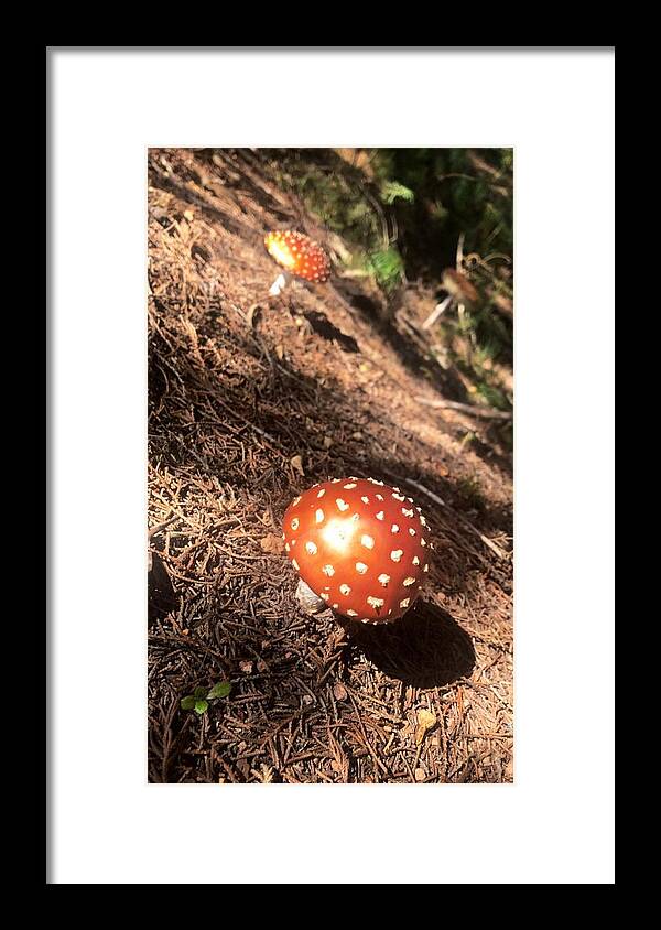 All Framed Print featuring the digital art Toadstools 1 KN52 by Art Inspirity