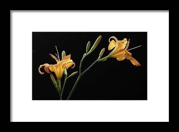Daylily Framed Print featuring the photograph Together for Today by Maggie Terlecki