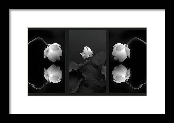 Lotus Framed Print featuring the photograph Tonal Study Triptych by Jessica Jenney