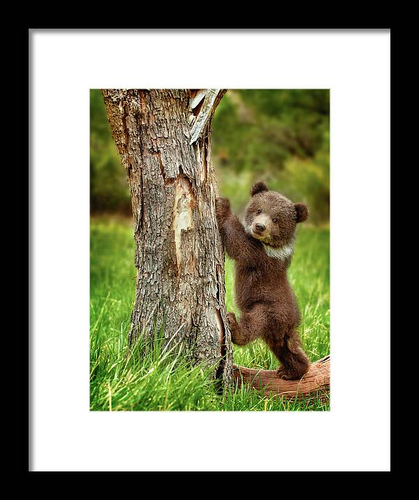 Grizzly Bear Framed Print featuring the photograph Too cute for words by Melody Watson