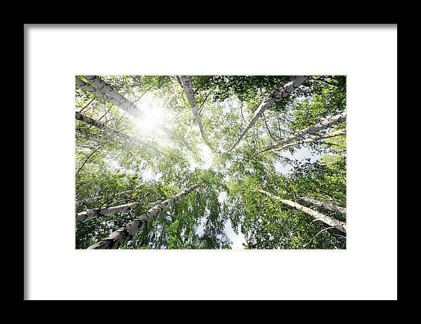 Tree Framed Print featuring the photograph Top Of Summer Birch Trees by Mikhail Kokhanchikov