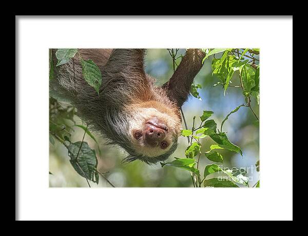 Costa Rica Framed Print featuring the photograph Topsy Turvy by John Hartung  ArtThatSmiles com