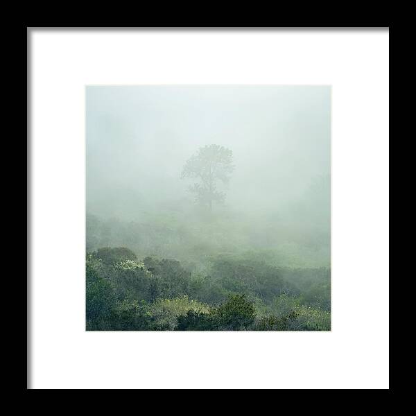 Torrey Pine Framed Print featuring the photograph Torrey Pine Lost in Fog by Alexander Kunz