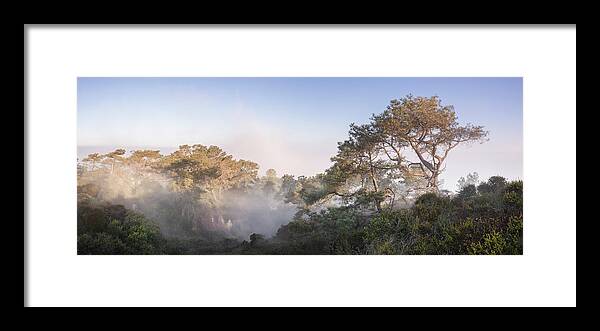 San Diego Framed Print featuring the photograph Torrey Pines Foggy Tree Panorama by William Dunigan