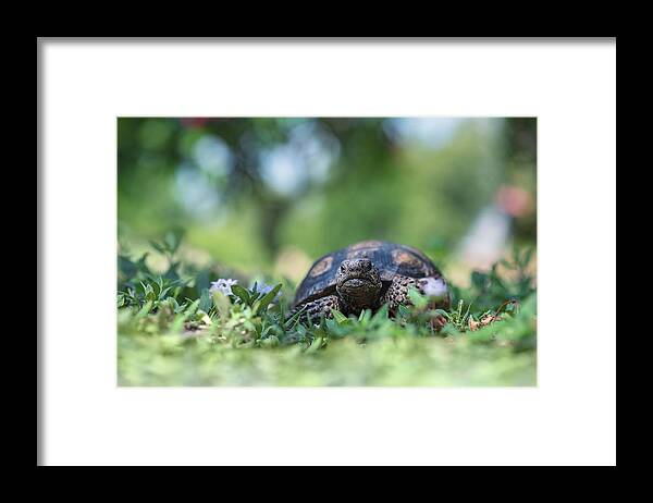 Animal Framed Print featuring the photograph Tortoise in Wildflowers by Laura Fasulo