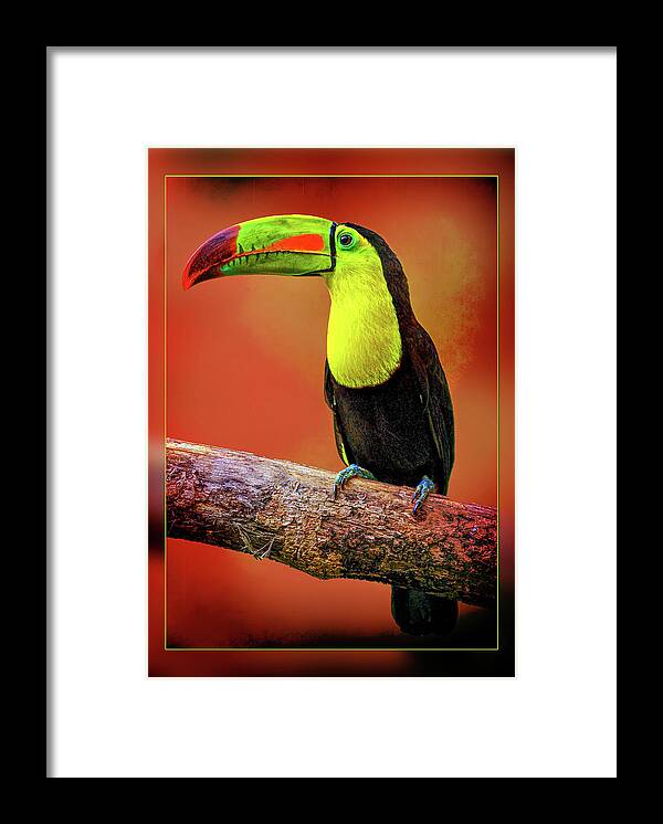 Toucan Framed Print featuring the photograph Toucan by Bill Barber