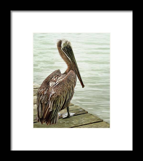 Pelican Framed Print featuring the photograph Tough Old Bird by Brad Barton