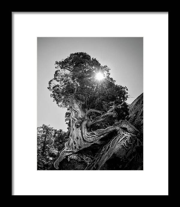 Pine Framed Print featuring the photograph Tough Place by Lawrence Knutsson