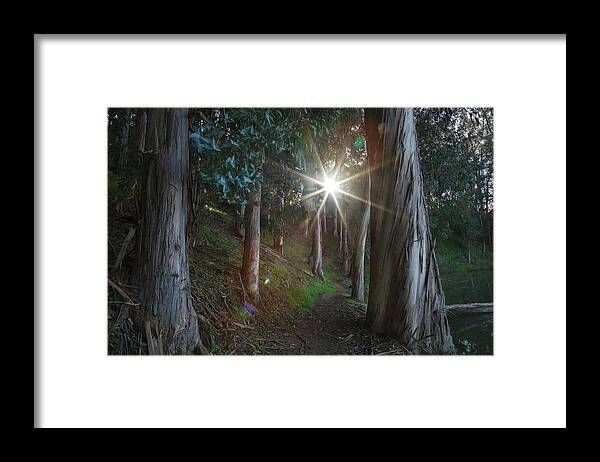 Don Castro Regional Park Framed Print featuring the photograph Towards the Light by Laurie Search