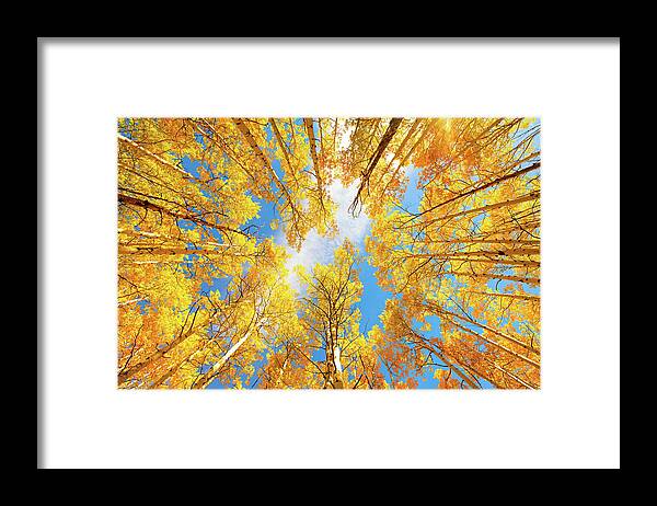 Aspens Framed Print featuring the photograph Towering Aspens by Darren White