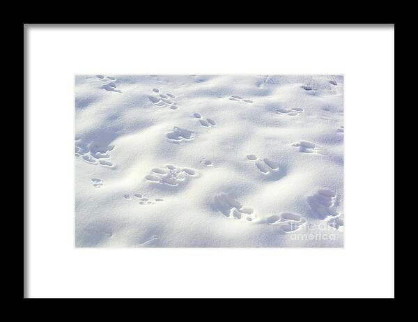 Snow Framed Print featuring the photograph Tracks and Shadows by Kae Cheatham
