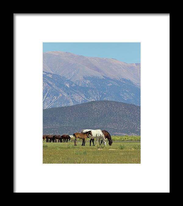 Eastern Sierra Framed Print featuring the photograph Tranquility in the Meadow II by Cheryl Strahl