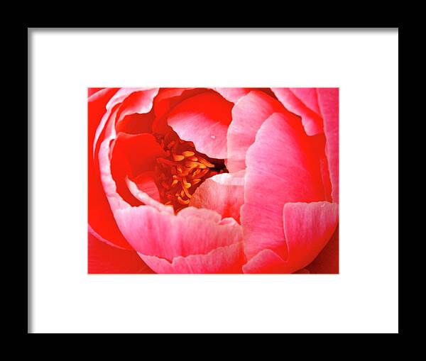 Alchemy Framed Print featuring the photograph Transcendence by Catherine Arcolio