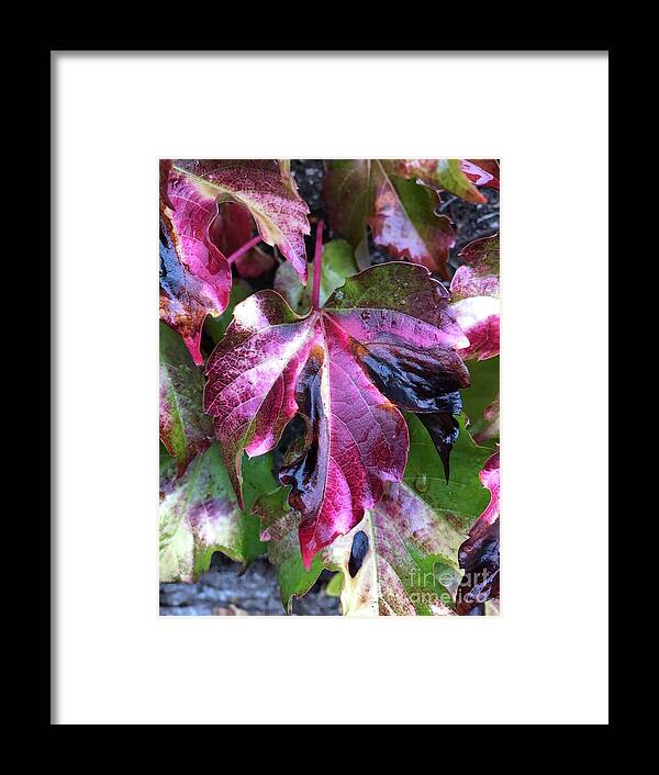 Leaf Framed Print featuring the photograph Transformation by Tina Marie