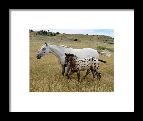 Appaloosa Framed Print featuring the photograph Traveling Through  by Katie Keenan