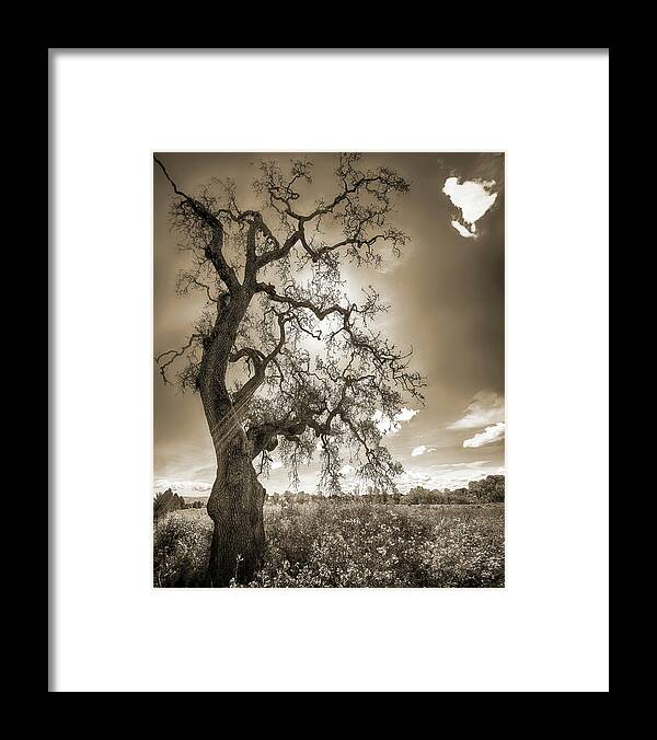 Tree Framed Print featuring the photograph TREE AND LIFE, SEPIA, California by Don Schimmel