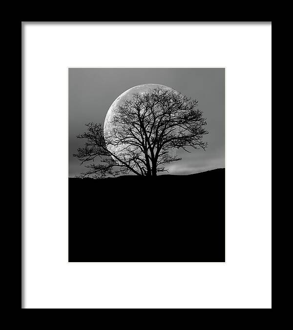 Moon Framed Print featuring the photograph Tree and Moon by Bob Orsillo