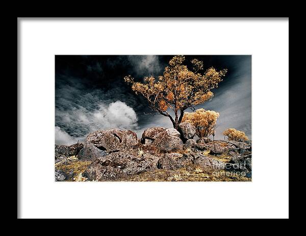 Tree Framed Print featuring the photograph Tree and Rocks by Russell Brown