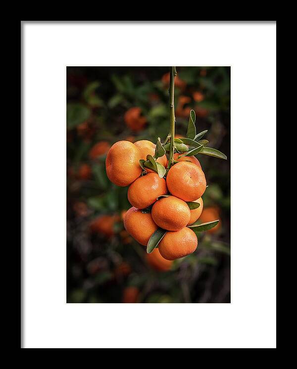 Tangerine Framed Print featuring the photograph Tree Branch With Ripe Tangerines by Elvira Peretsman