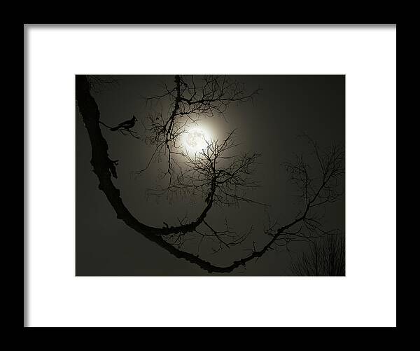 Wolf Moon Framed Print featuring the photograph Tree Captures Wolf as Cardinal Looks On - Wolf Moon with hackberry tree - Horizontal crop by Peter Herman