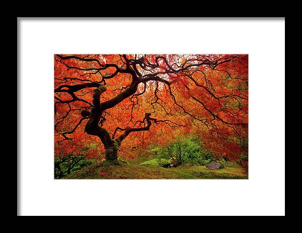 Fall Framed Print featuring the photograph Tree Fire - New and Improved by Darren White