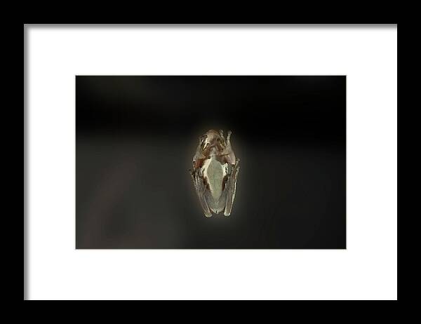 Tree Frog Framed Print featuring the photograph Tree frog stuck on glass by Dan Friend