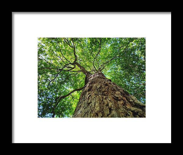 Tranquility Framed Print featuring the photograph Tree Hugger by Catherine MacBride
