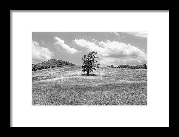 Carolina Framed Print featuring the photograph Tree in the Middle Alone Black and White by Debra and Dave Vanderlaan