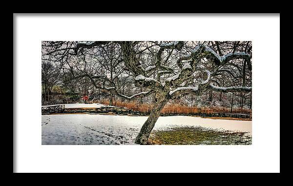 Snow Covered Framed Print featuring the photograph Tree In Winter With Snow by Cordia Murphy