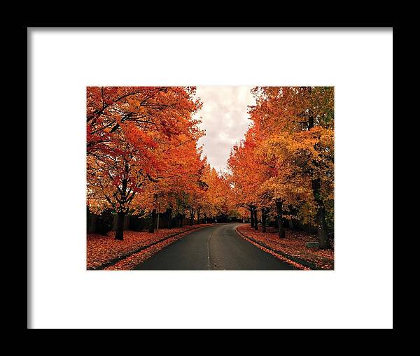Scenics Framed Print featuring the photograph Tree lined road in autumn by Iannelson