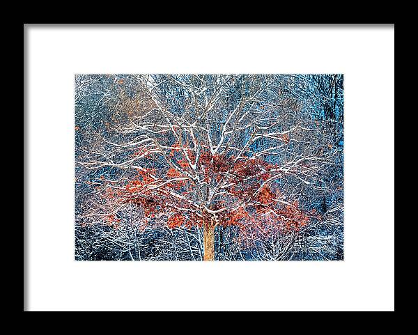 Tree Framed Print featuring the photograph Tree of Two Seasons by Janice Drew