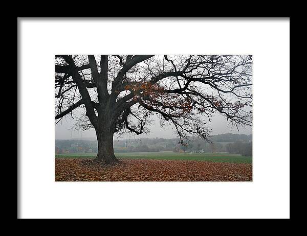 Lone Framed Print featuring the photograph Tree on a Hill by Gordon Beck