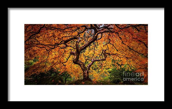 Tim Shields Framed Print featuring the photograph Tree on Fire by Tim Shields