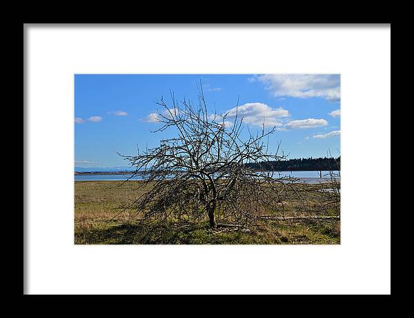 Tree Framed Print featuring the photograph Tree on Shore by James Cousineau
