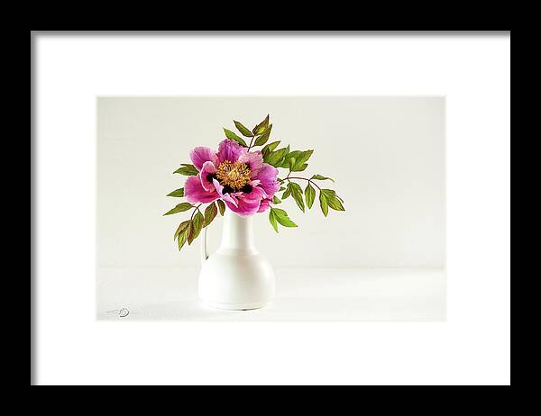 Tree Peony Framed Print featuring the photograph Tree peony full blown Lan He Paeonia suffruticosa rockii in a by Torbjorn Swenelius